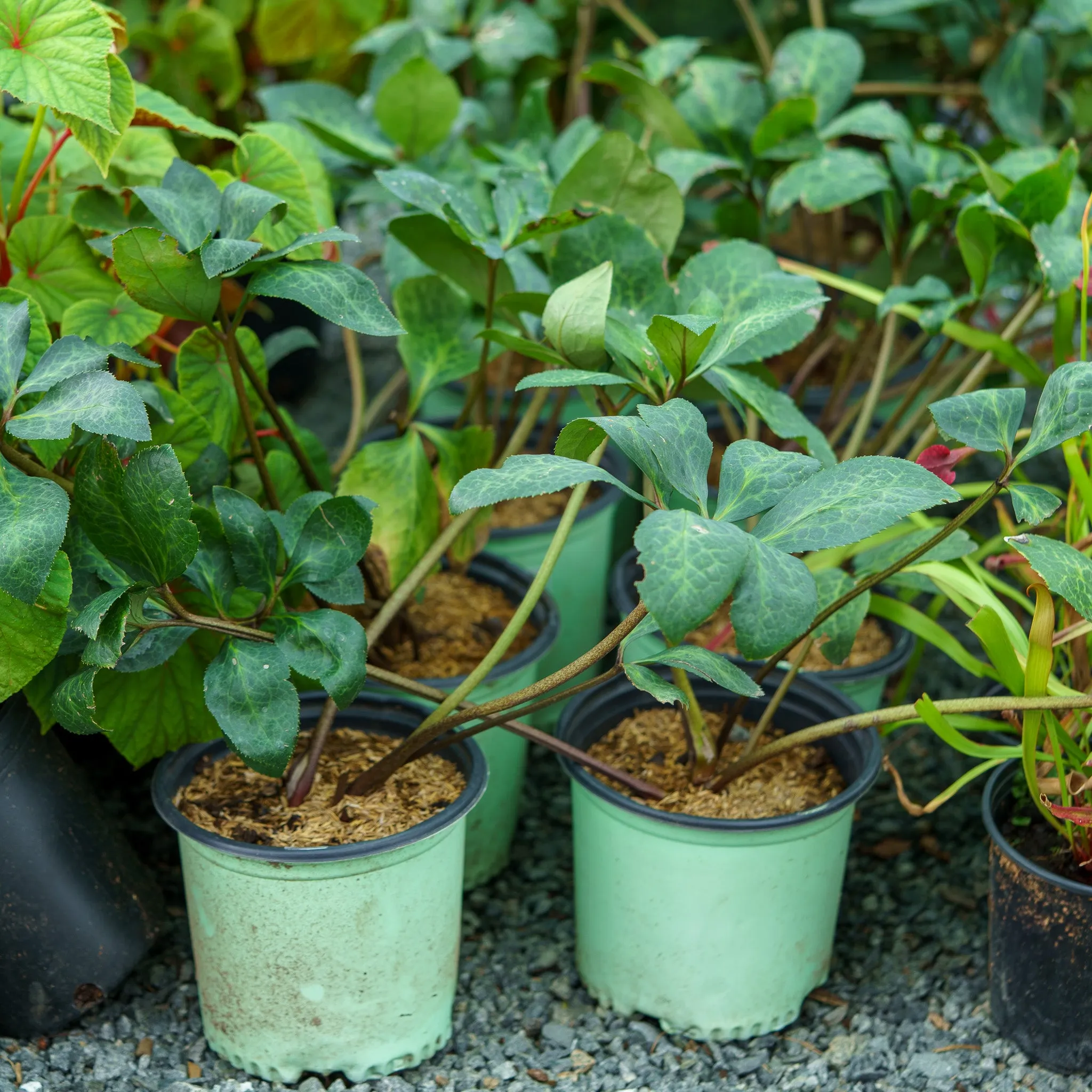 Bayli's Blush Lenten Rose