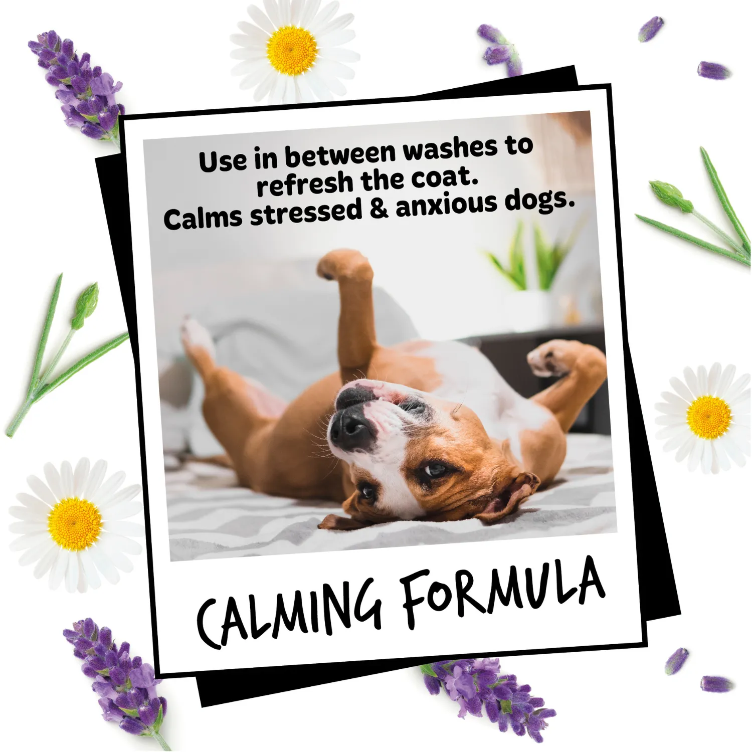 Lavender & Chamomile Dog Deodorising Spray with Odour Neutraliser